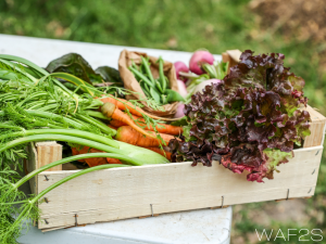 Website images (1) Freshly harvested vegetables in a wood box on a table