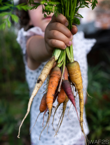 Website images – Vertical